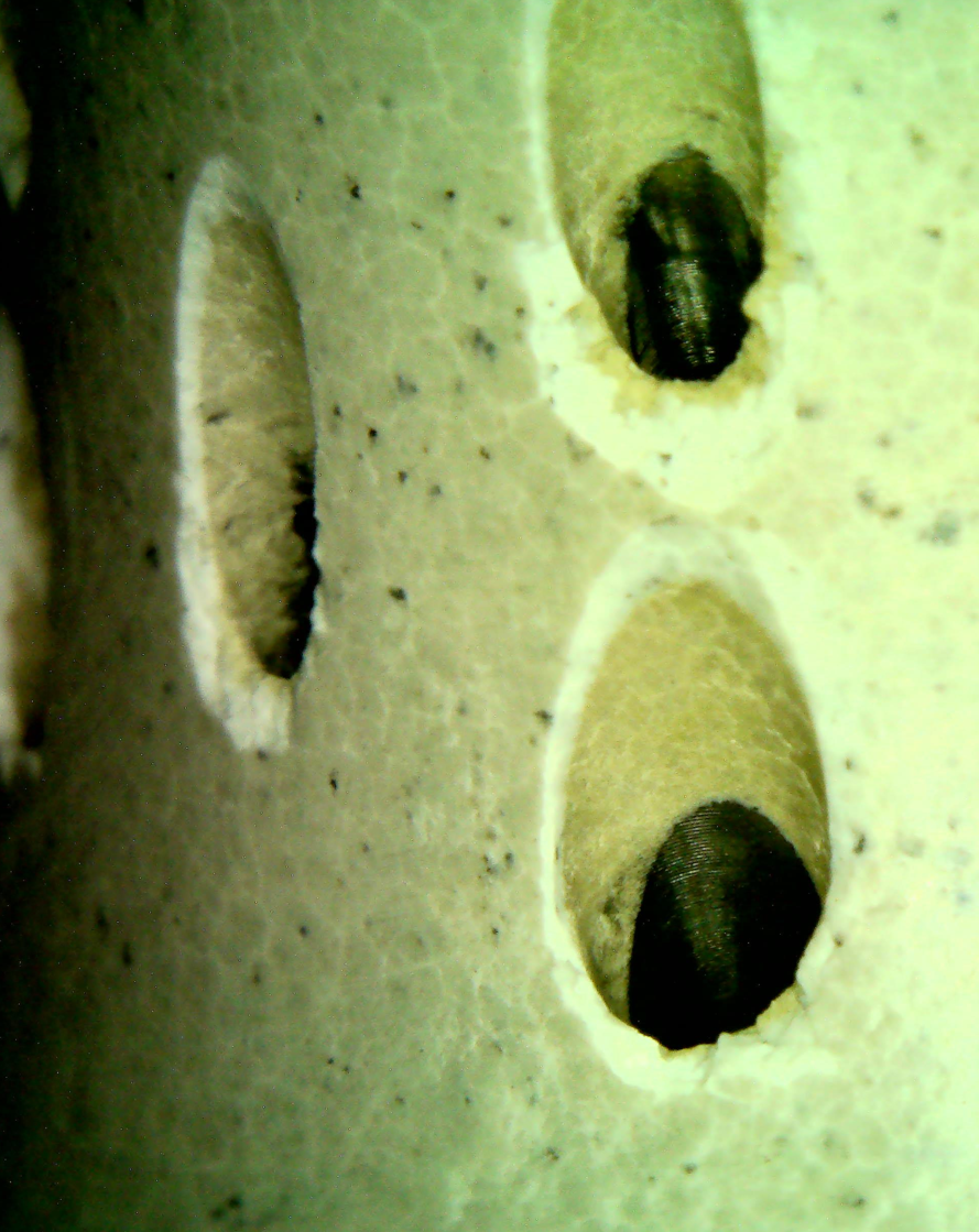 Circular Diffuser Holes